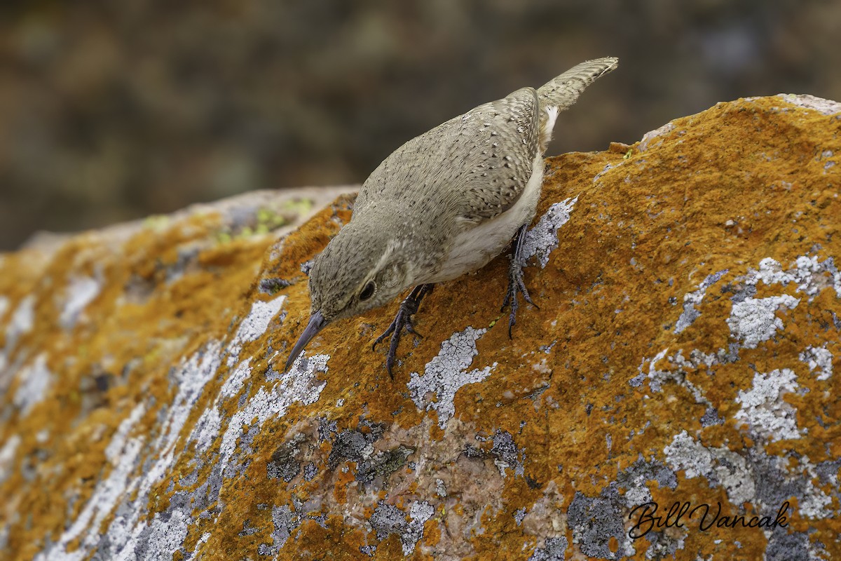 Canyon Wren - ML626785221