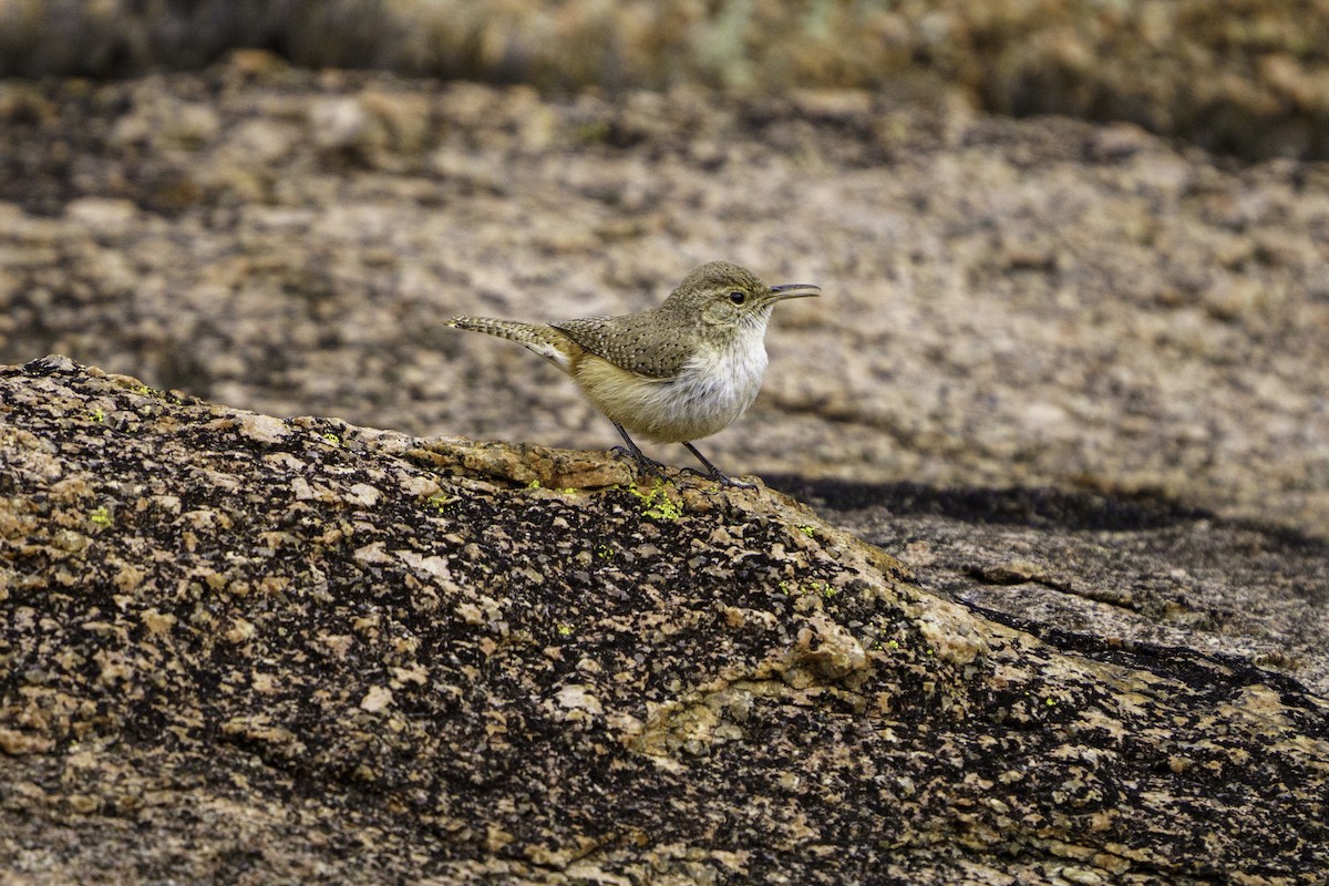 Canyon Wren - ML626785222