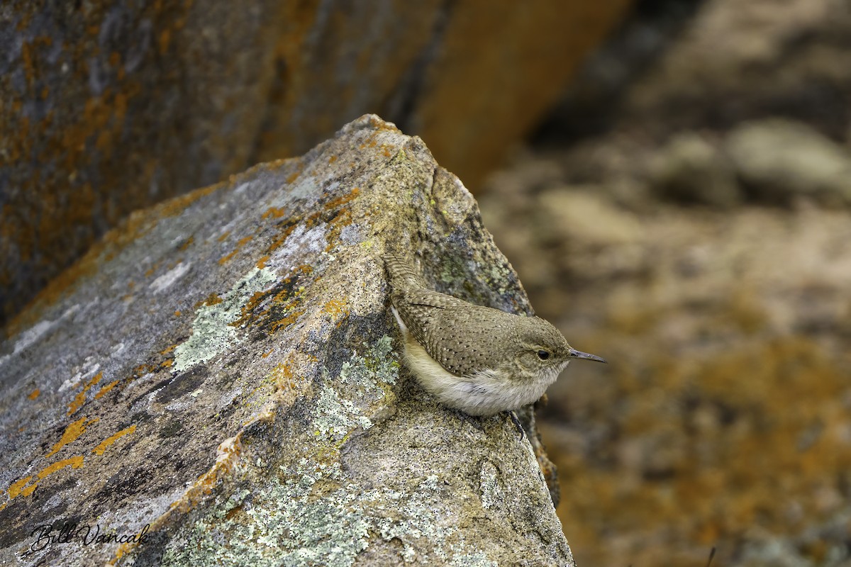 Canyon Wren - ML626785224