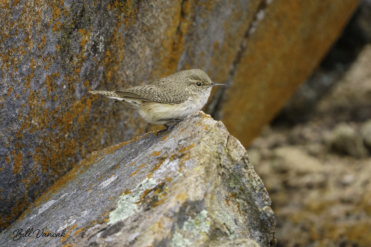 Canyon Wren - ML626785225