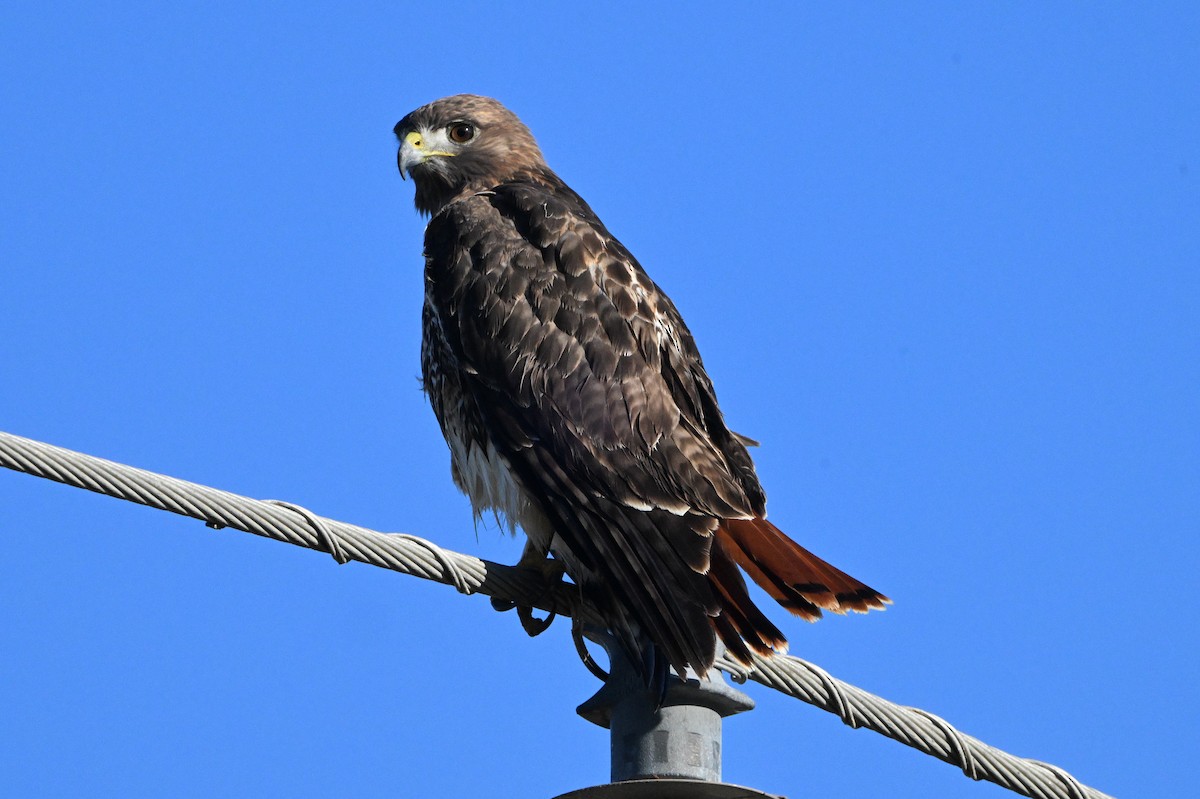 Red-tailed Hawk - ML626785227