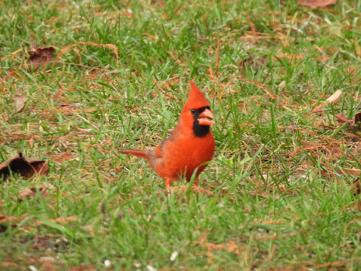 Northern Cardinal - ML626785228