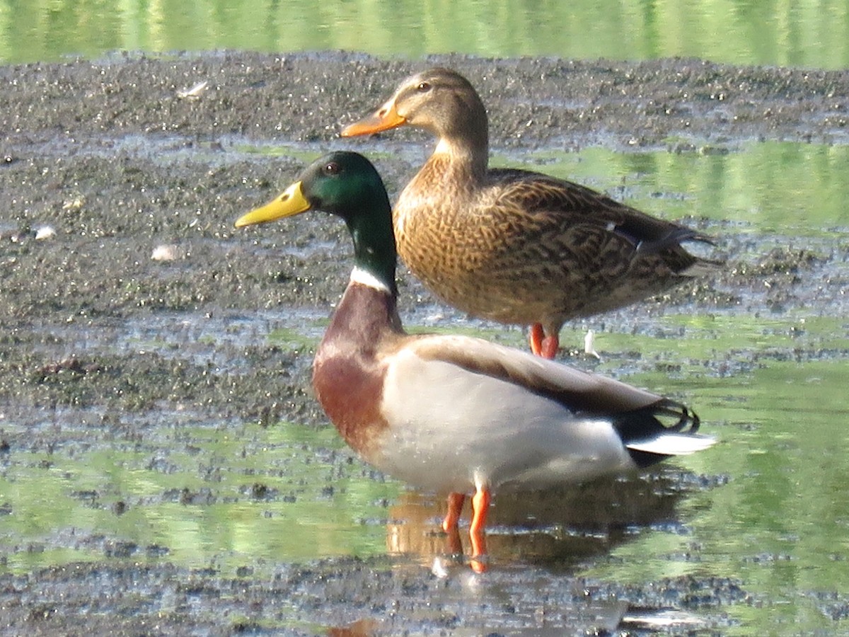 Mallard - ML626785231