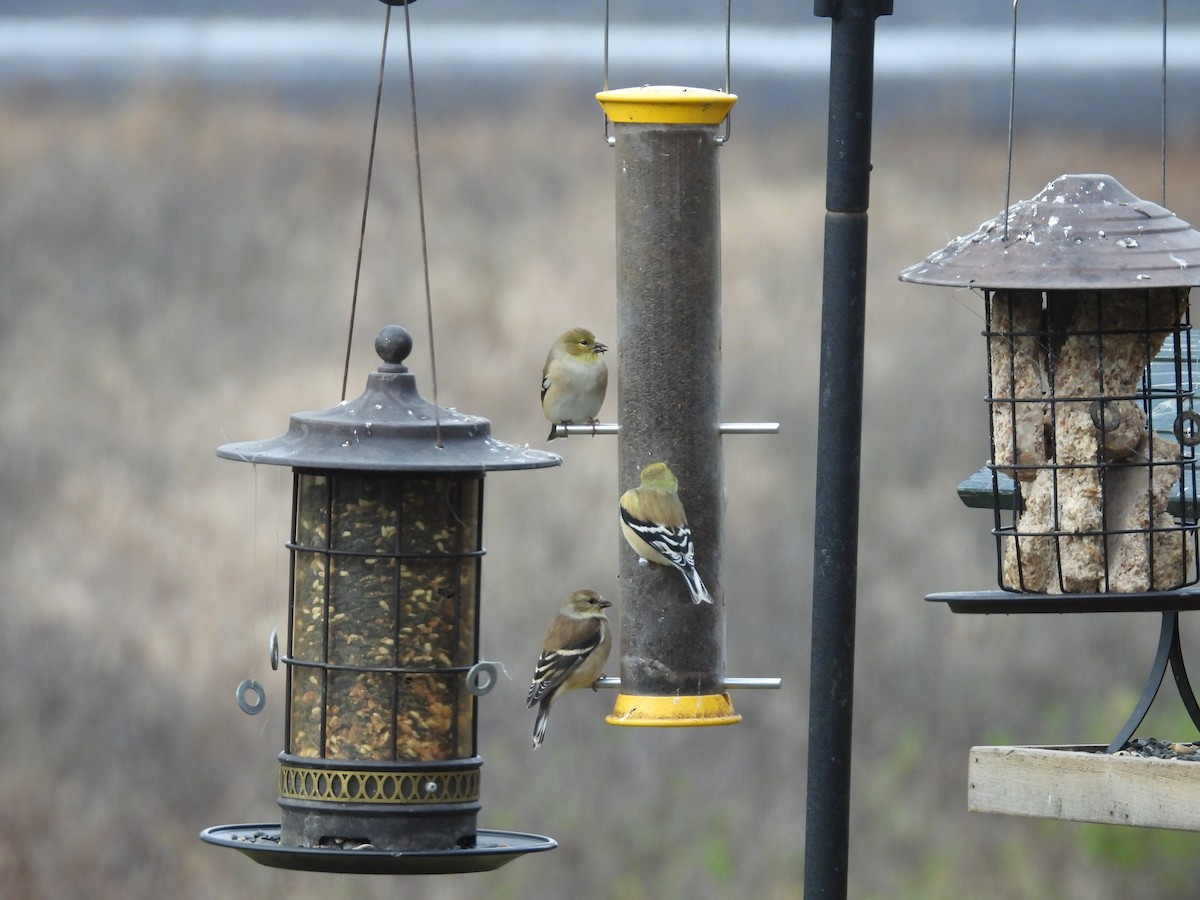 American Goldfinch - ML626785234