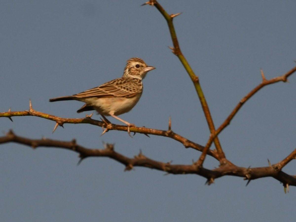 Indian Bushlark - ML626785235