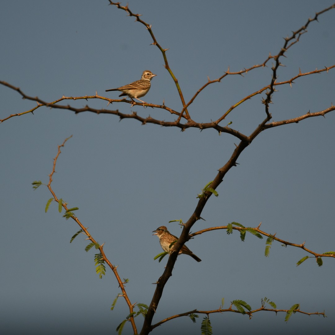 Indian Bushlark - ML626785236