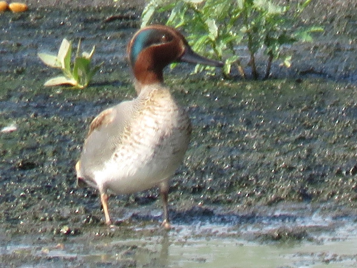 Green-winged Teal (Eurasian) - ML626785237