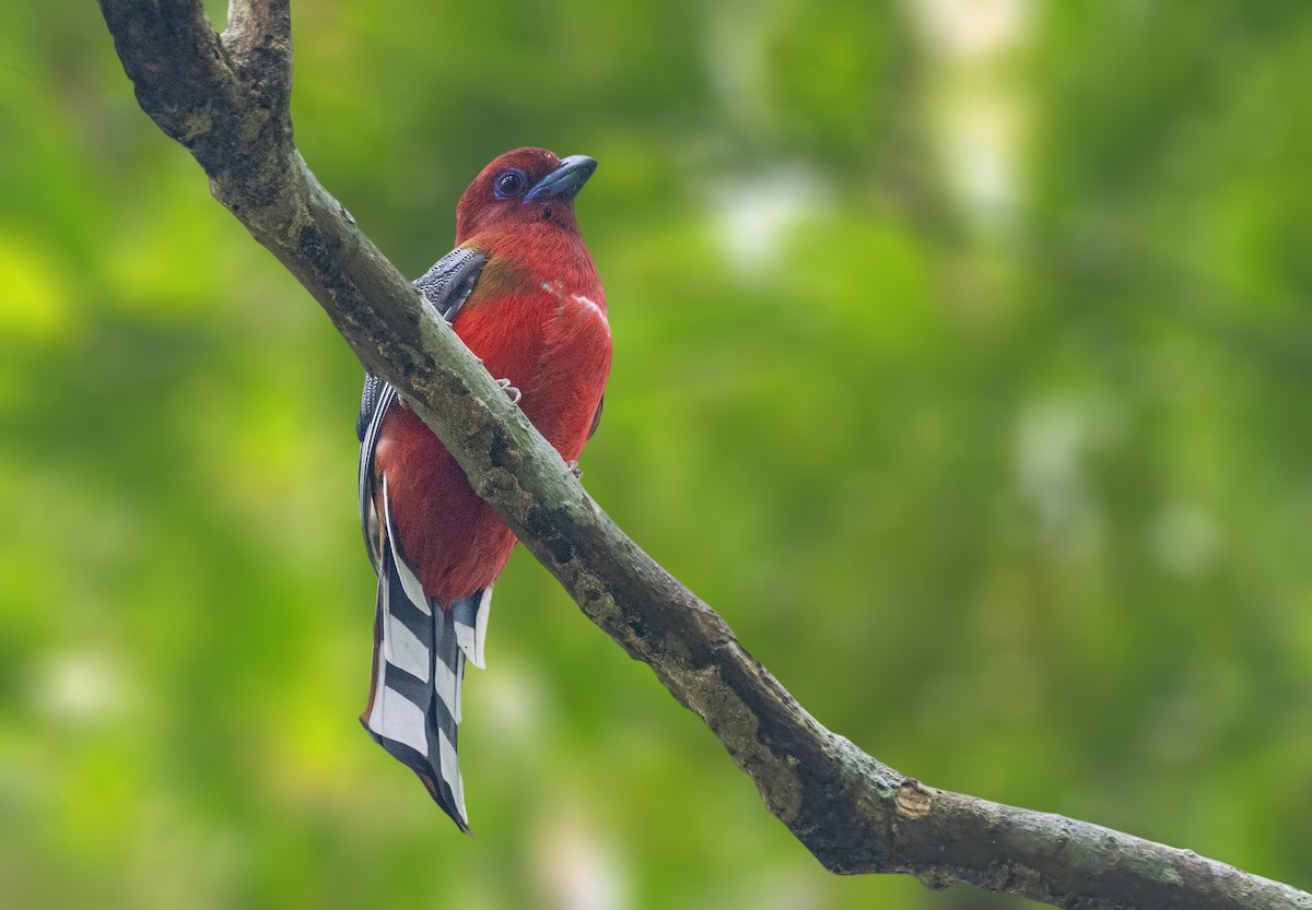 Red-headed Trogon - ML626785238