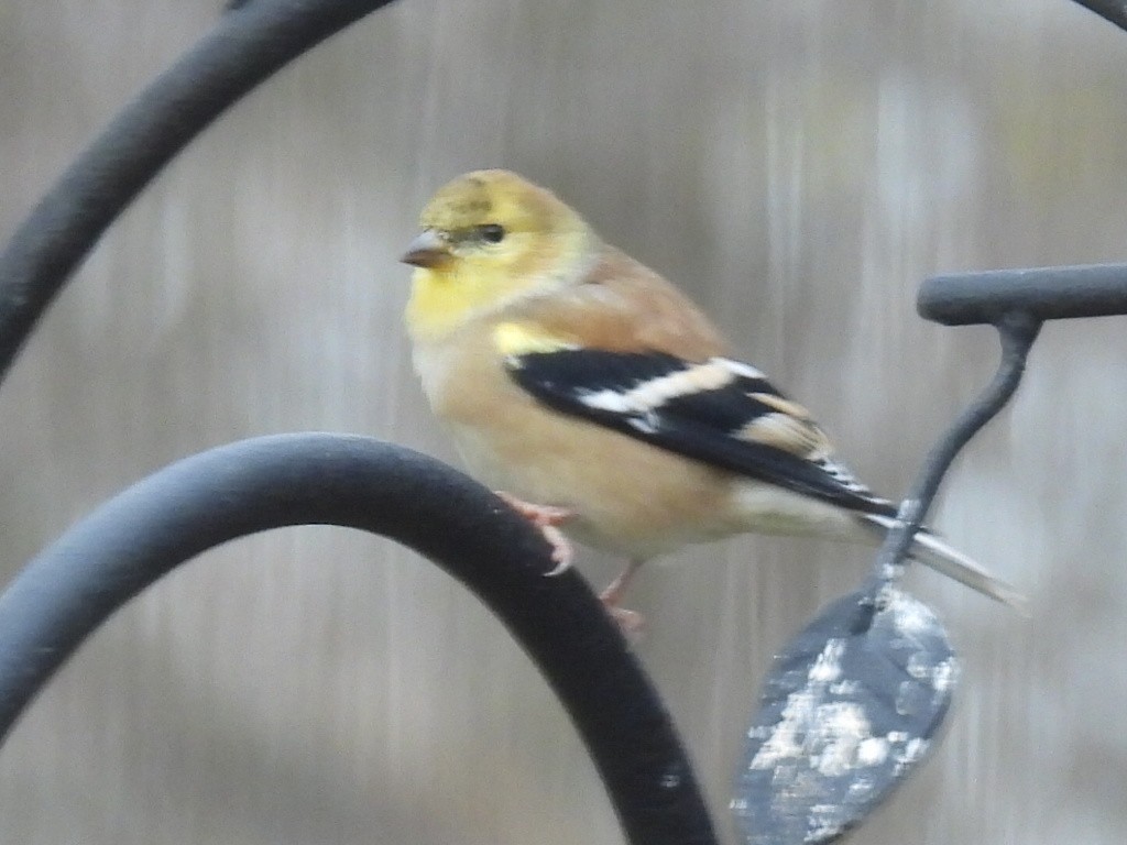 American Goldfinch - ML626785239