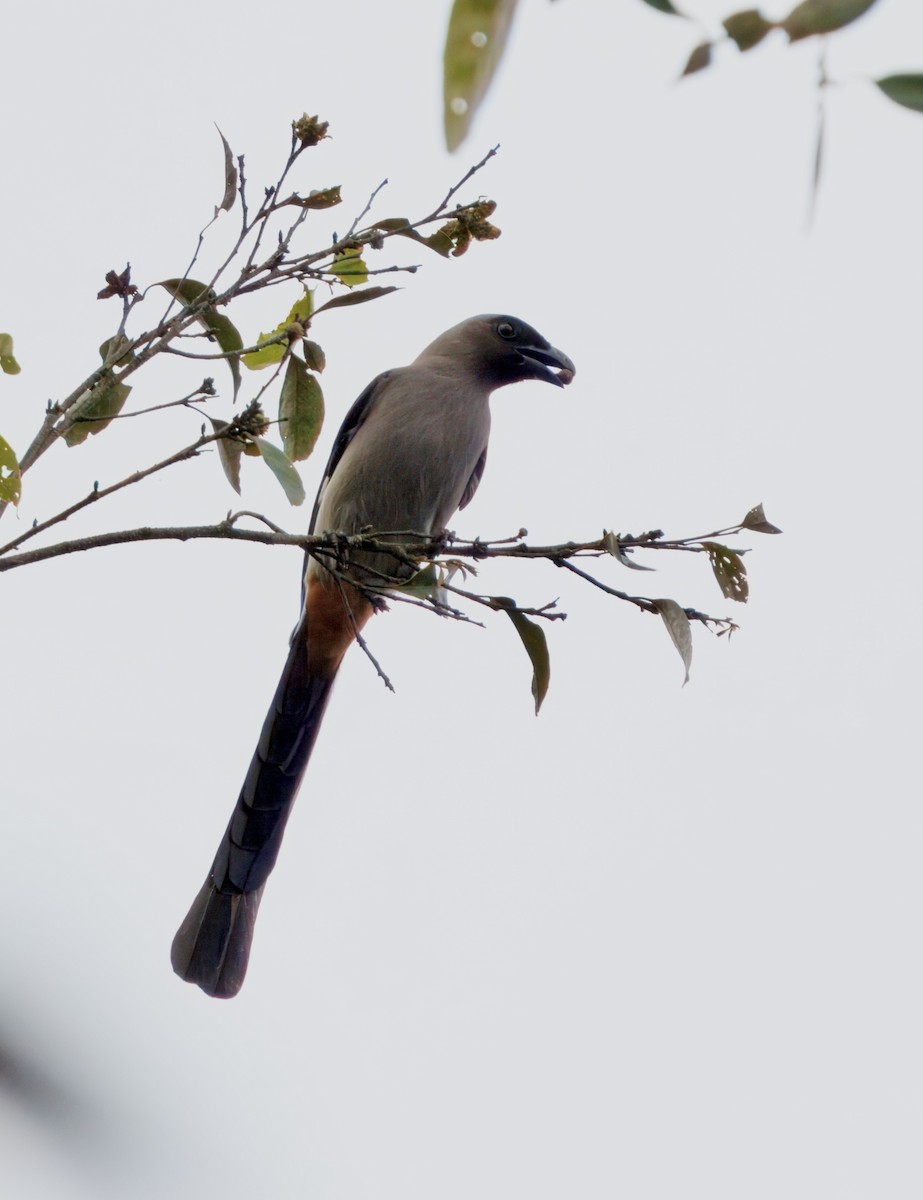 Gray Treepie - ML626785240