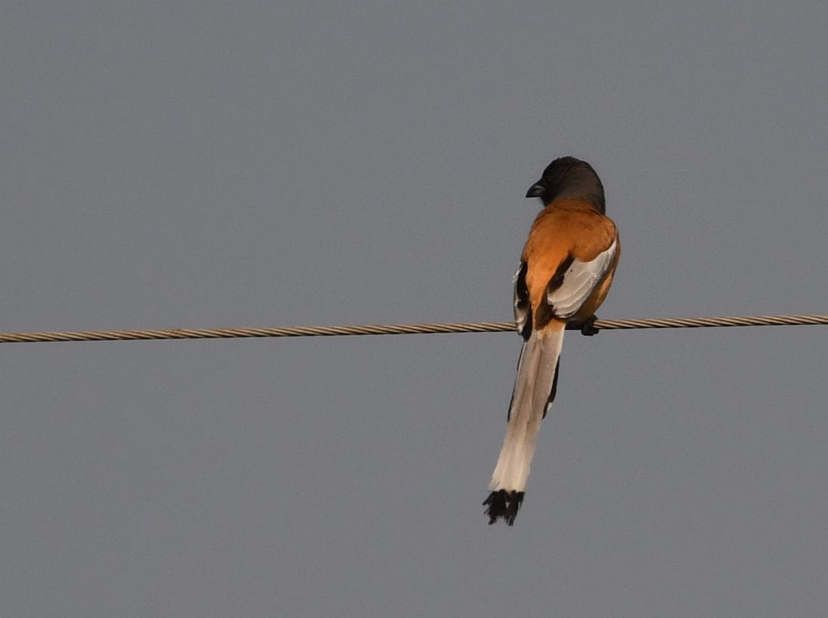 Rufous Treepie - ML626785241