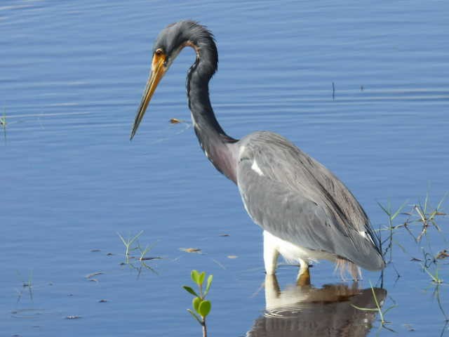 Tricolored Heron - ML626785242