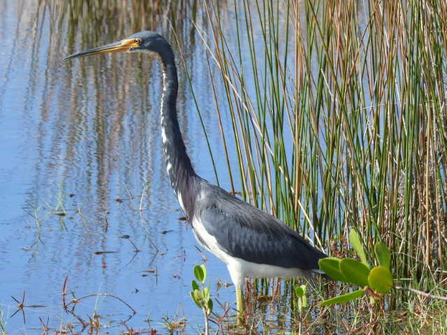 Tricolored Heron - ML626785243