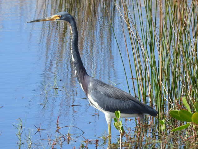 Tricolored Heron - ML626785244