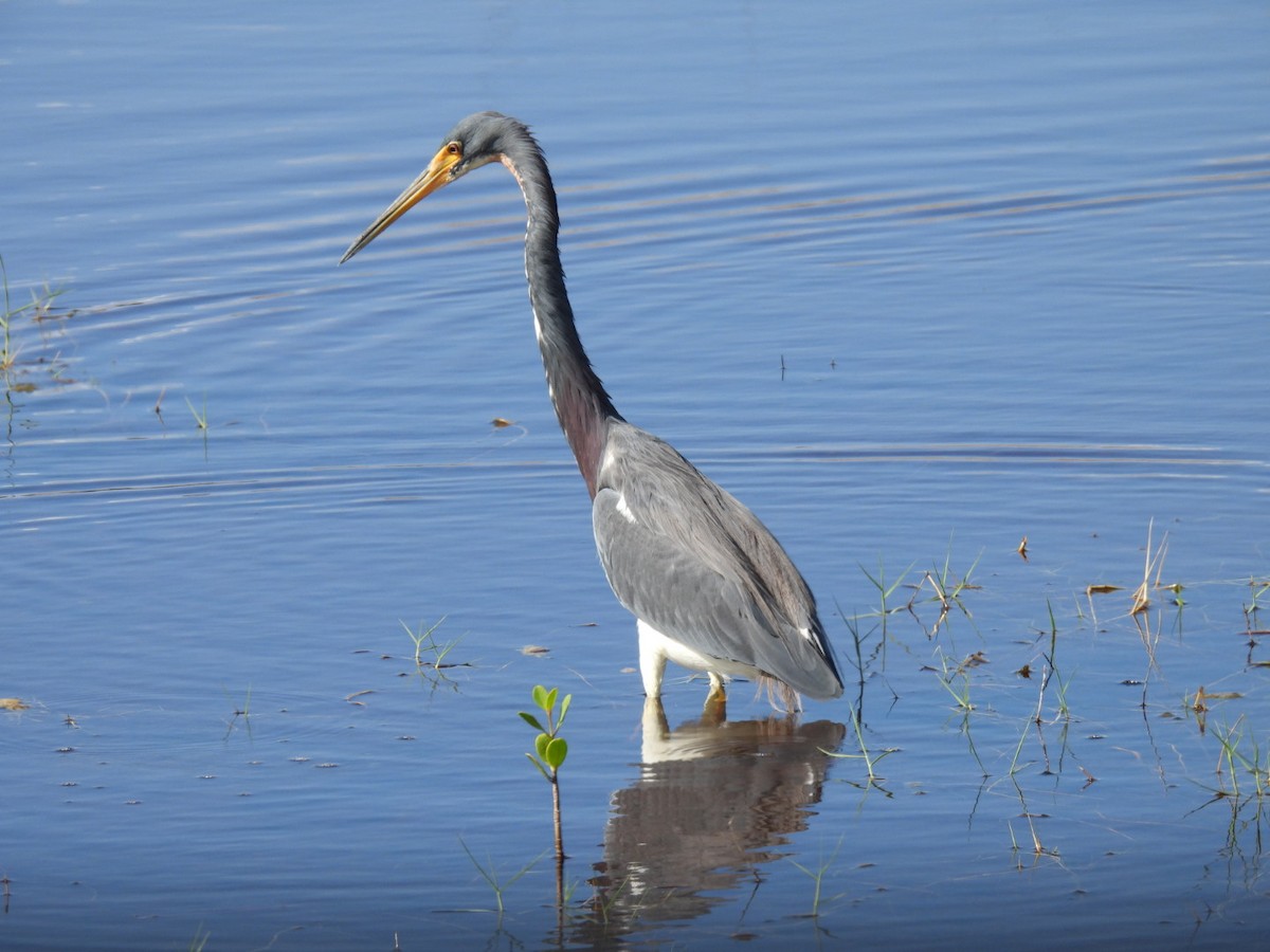 Tricolored Heron - ML626785245