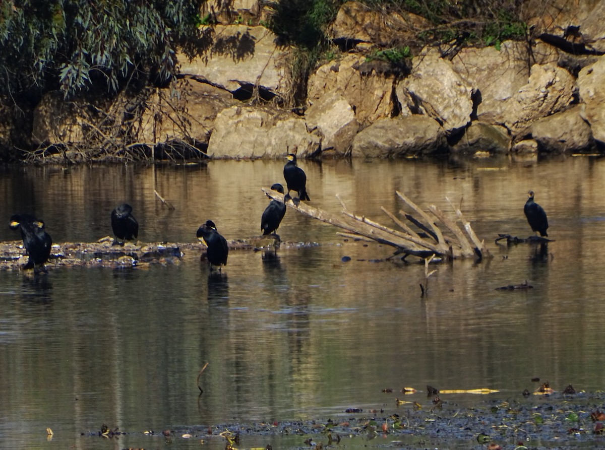 Great Cormorant - ML626785247