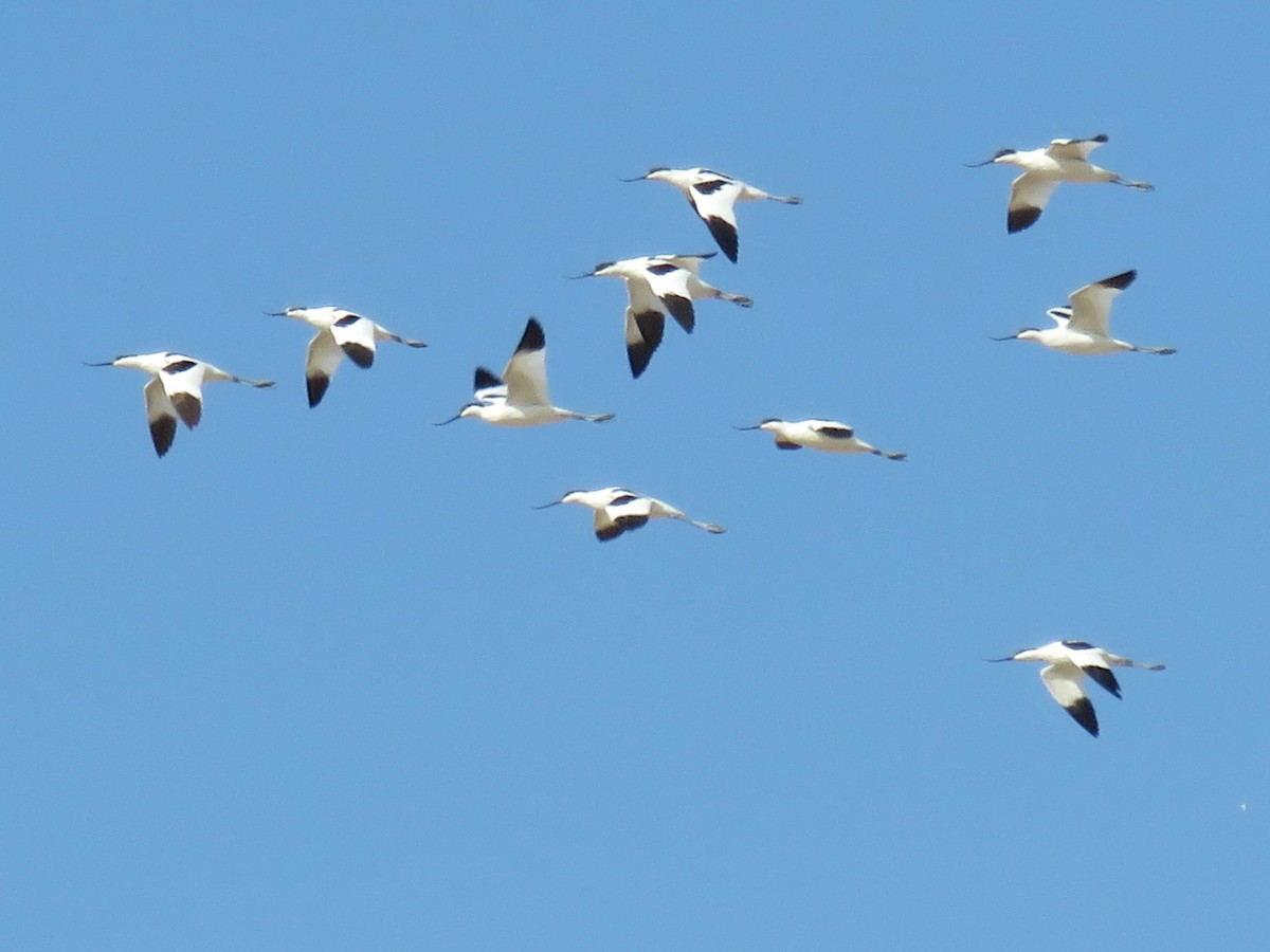 Pied Avocet - ML626785248