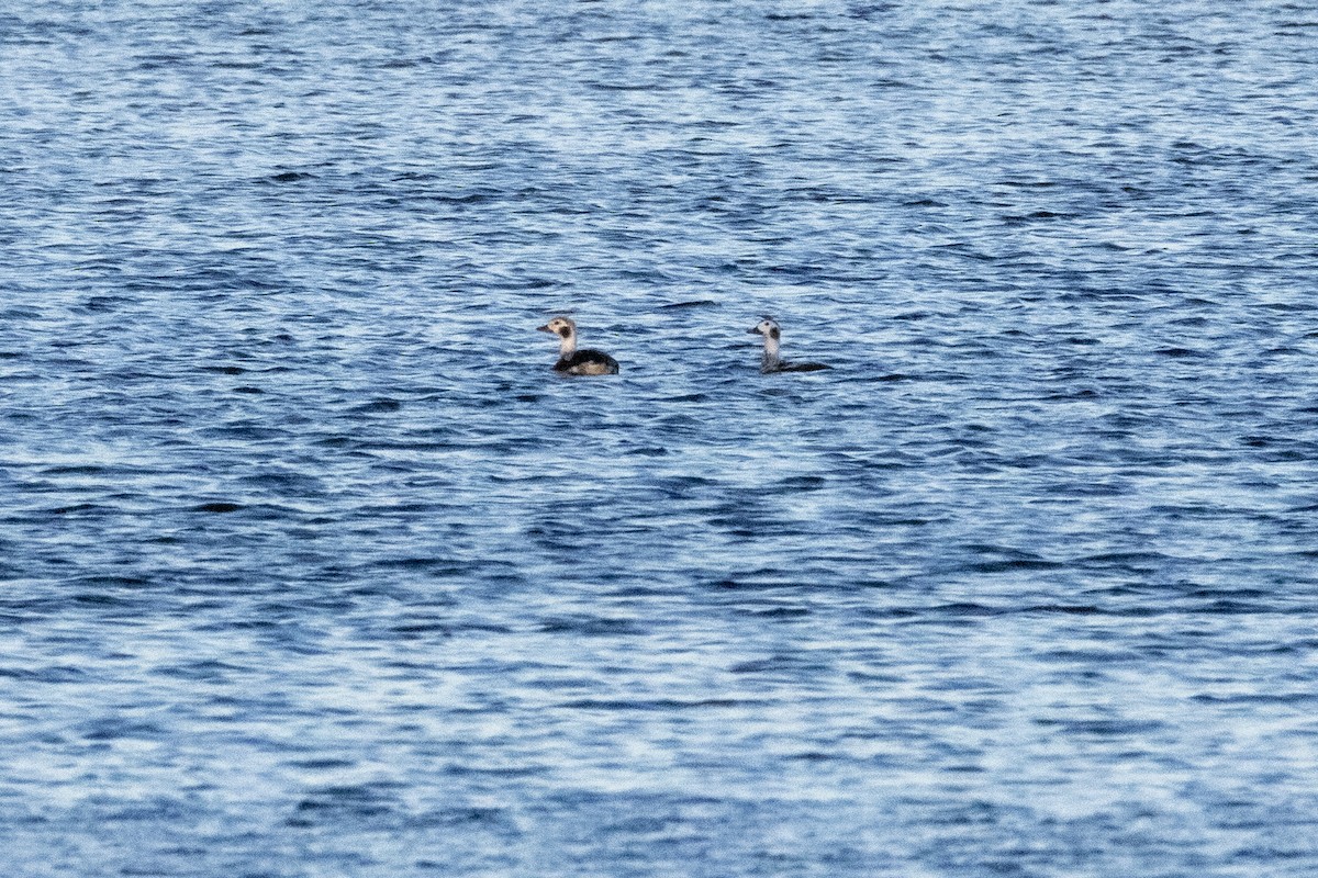 Long-tailed Duck - ML626785249