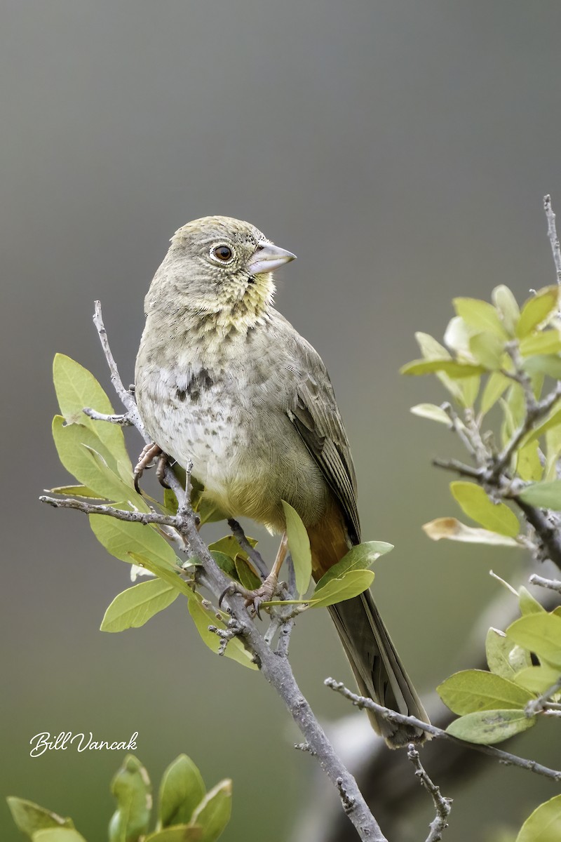 Canyon Towhee - ML626785258