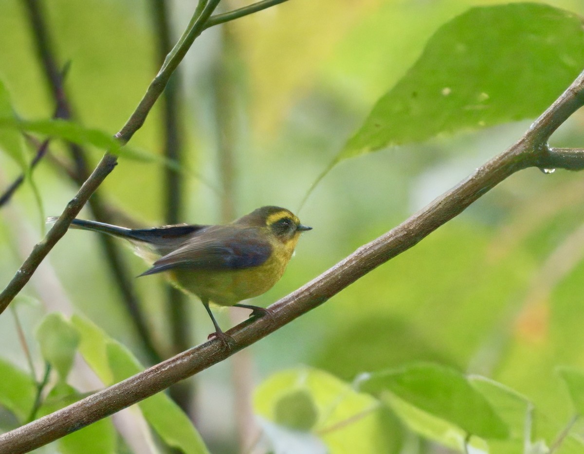 Yellow-bellied Fairy-Fantail - ML626785259