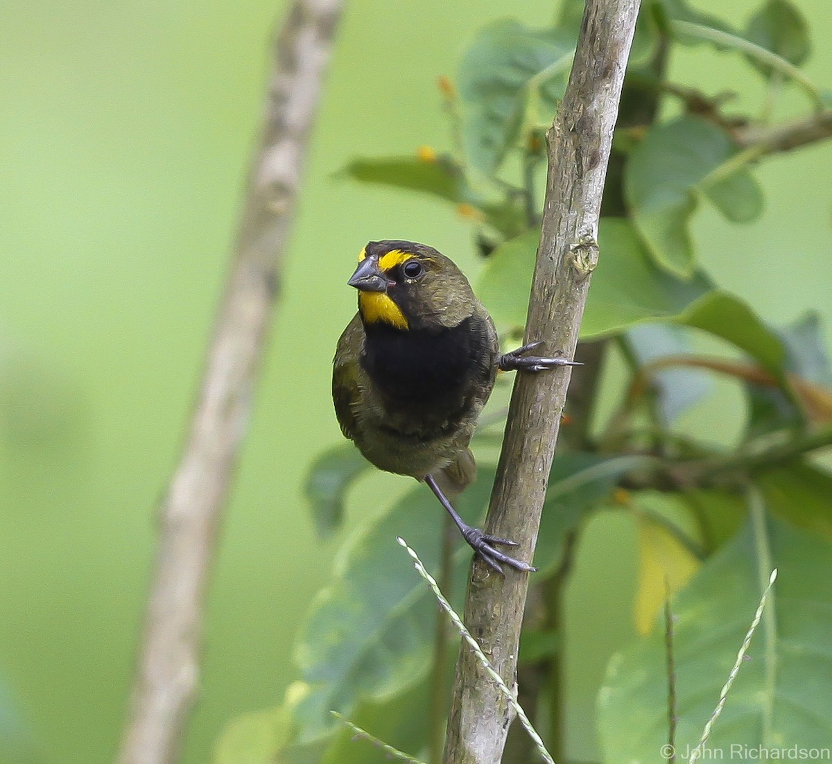 Yellow-faced Grassquit - ML626785260