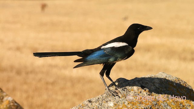 Eurasian Magpie - ML626785315