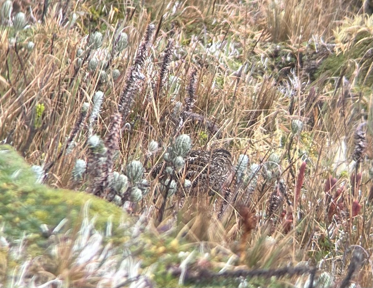 Jameson's Snipe - ML626785349