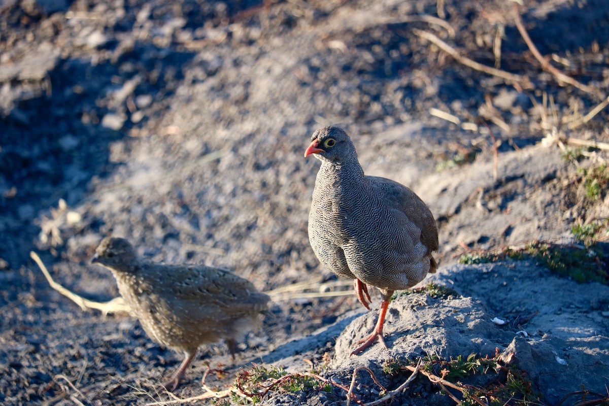 Red-billed Spurfowl - ML62678541