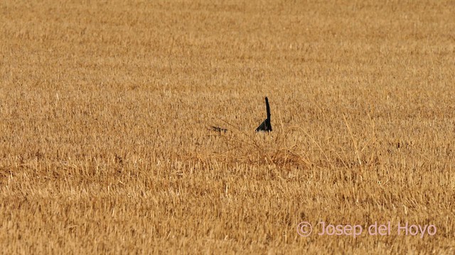 Eurasian Magpie - ML626785599