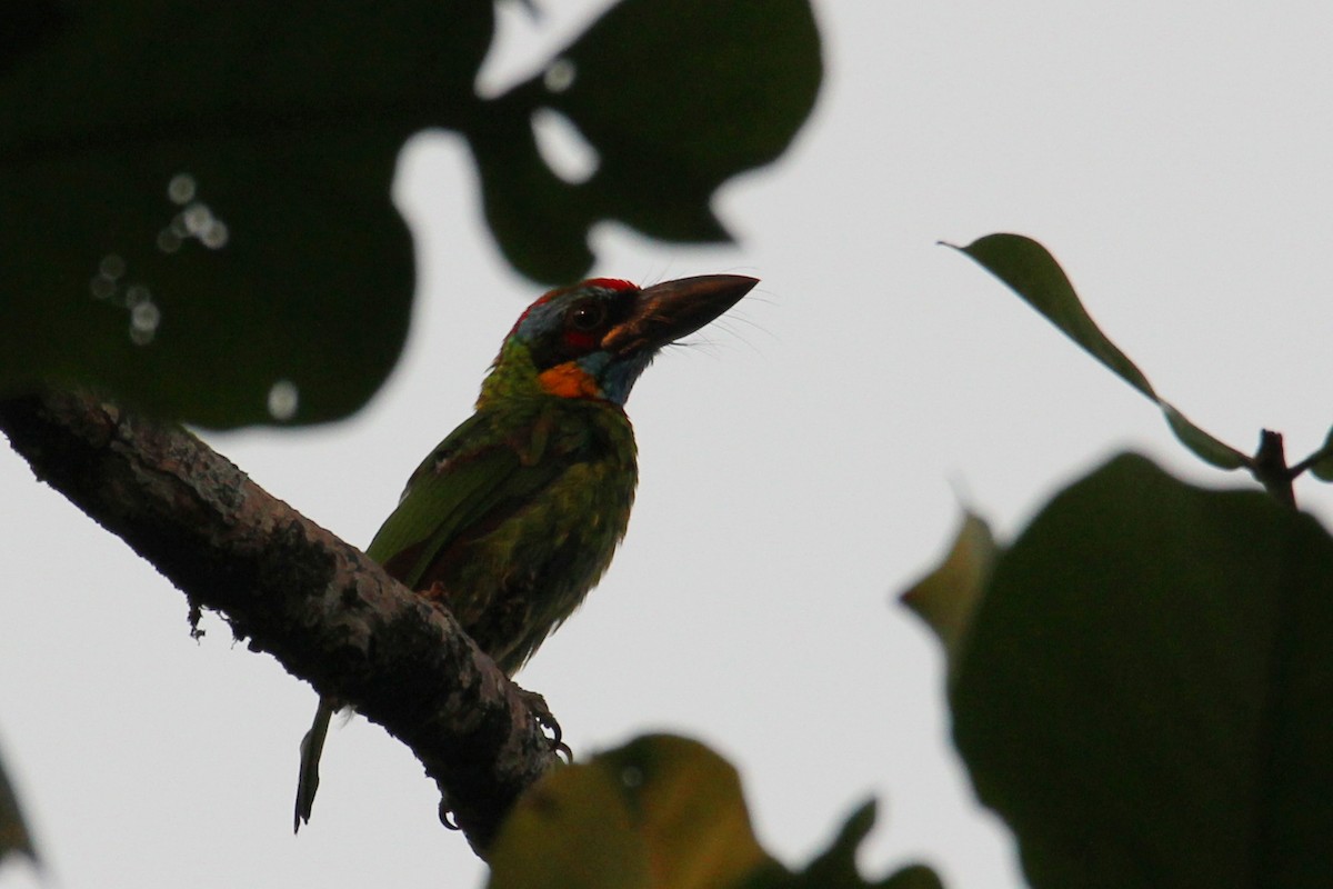 Red-crowned Barbet - ML626785835