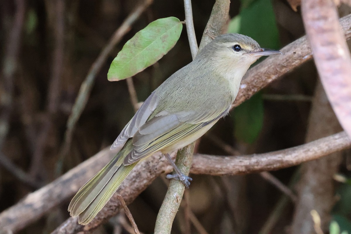 Noronha Vireo - ML626785886