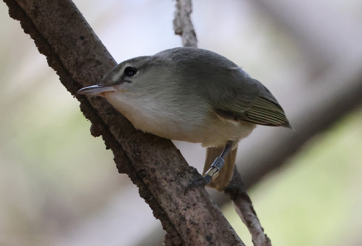 Noronha Vireo - ML626785887