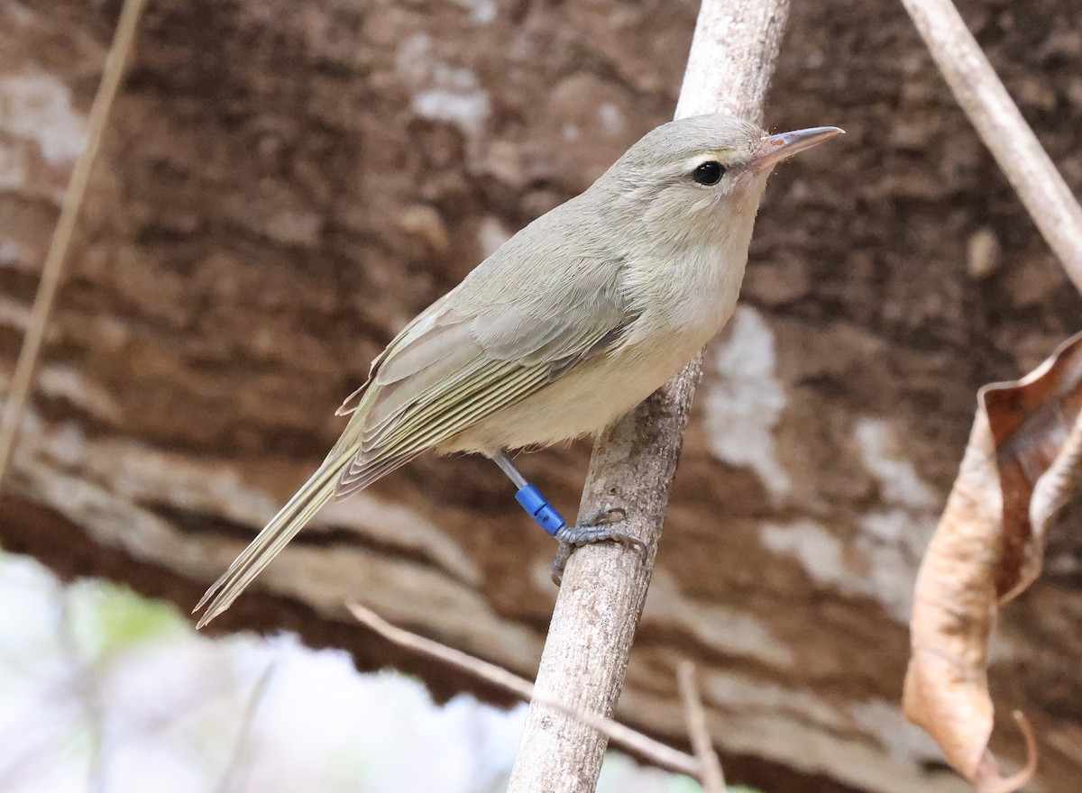 Noronha Vireo - ML626785888