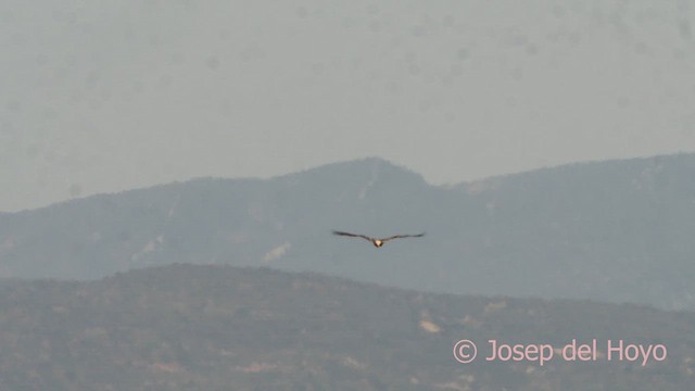 Western Marsh Harrier - ML626785943