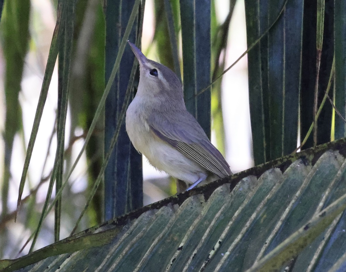 Noronha Vireo - ML626785975