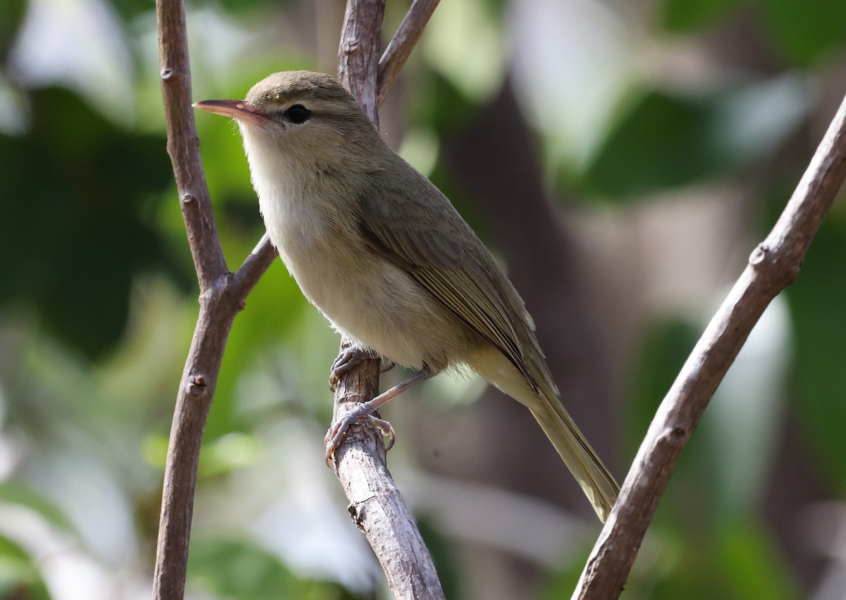 Noronha Vireo - ML626785976