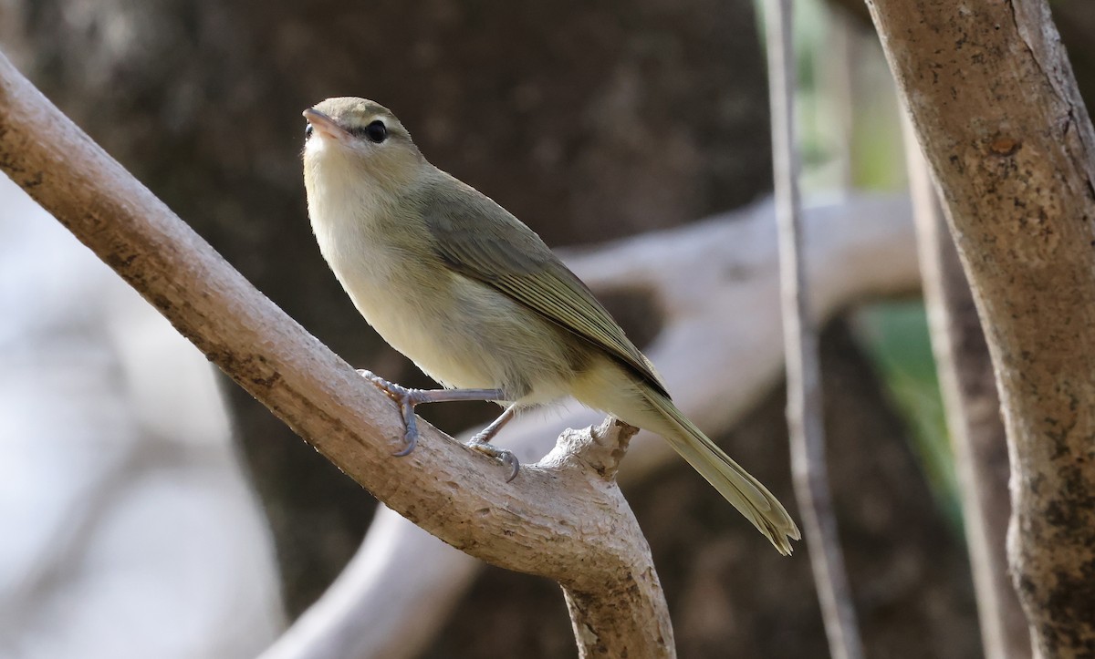 Noronha Vireo - ML626785977