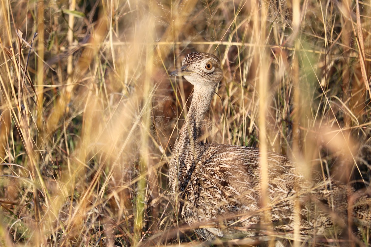 Red-crested Bustard - ML62678611