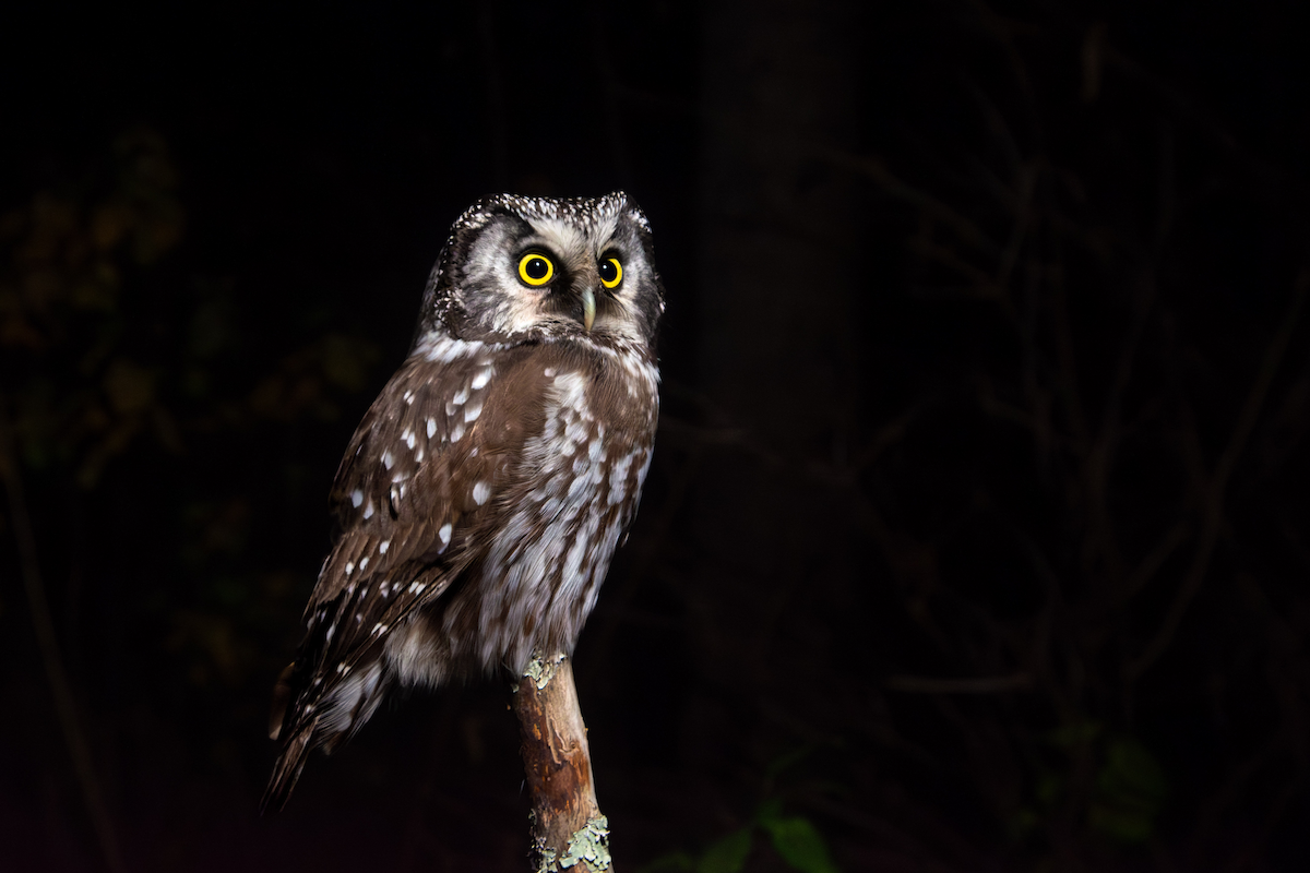 Boreal Owl (Richardson's) - Peter Mundale