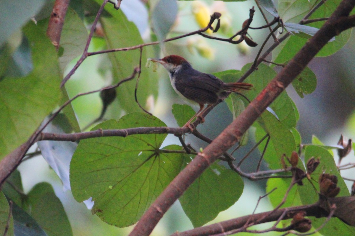 Rufous-tailed Tailorbird - ML626786153