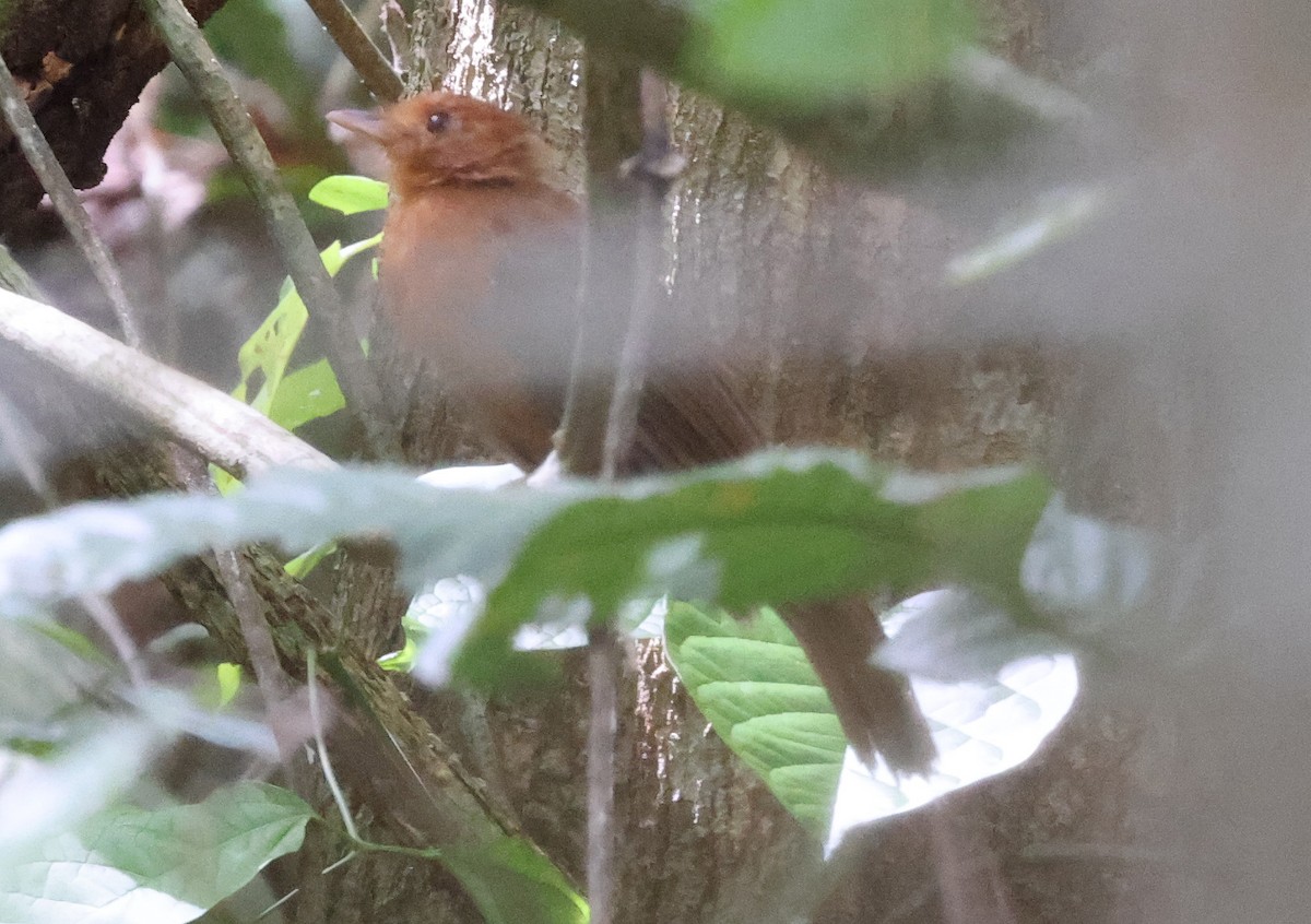 Rufous Twistwing - ML626786280