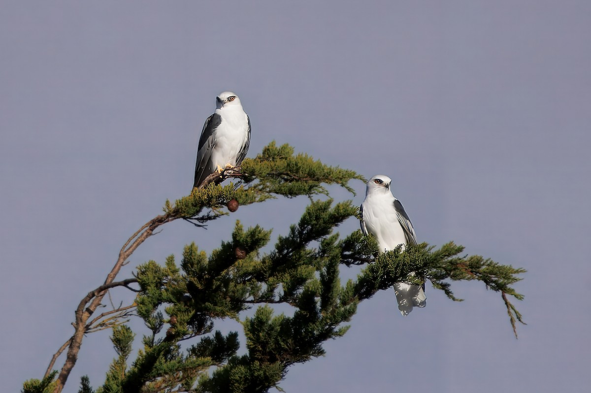 White-tailed Kite - ML626786442