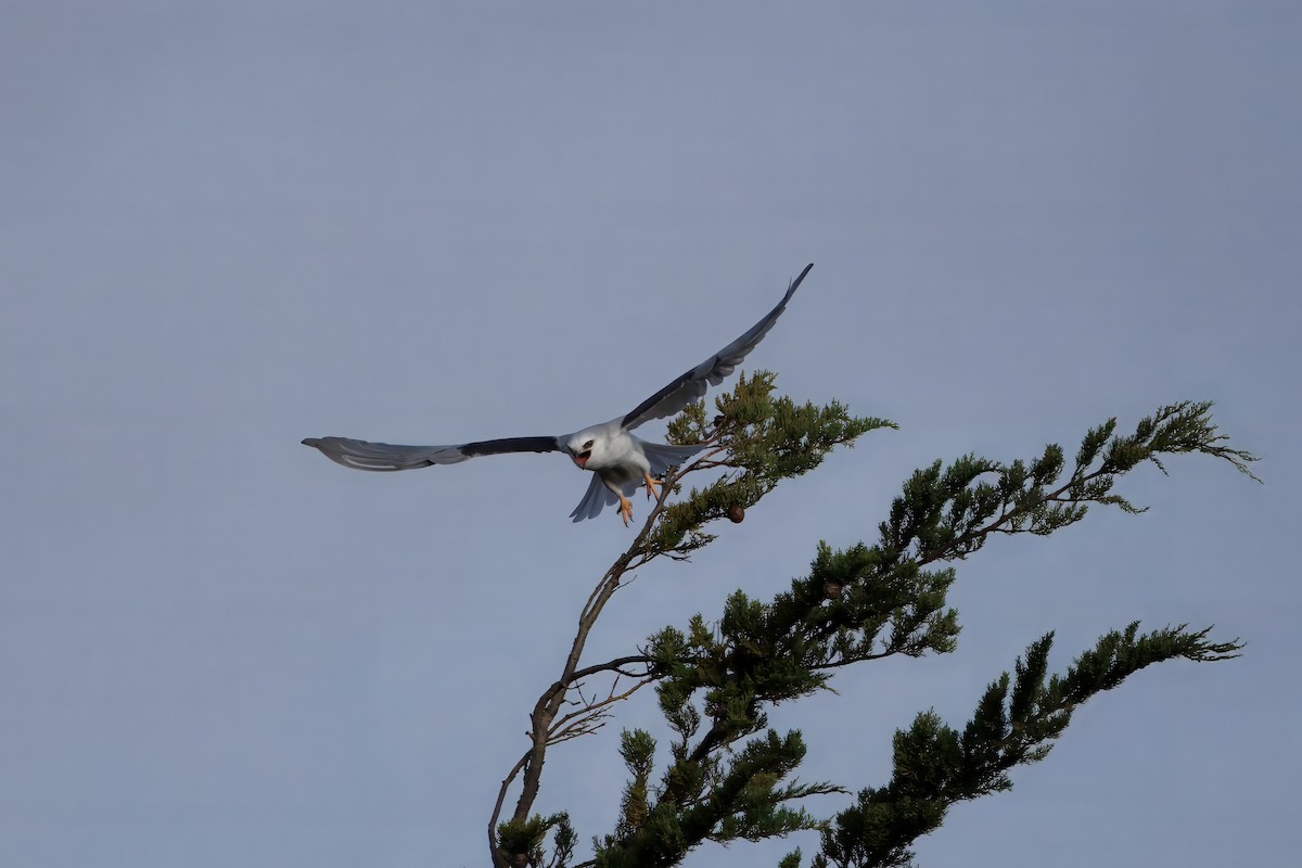 White-tailed Kite - ML626786481