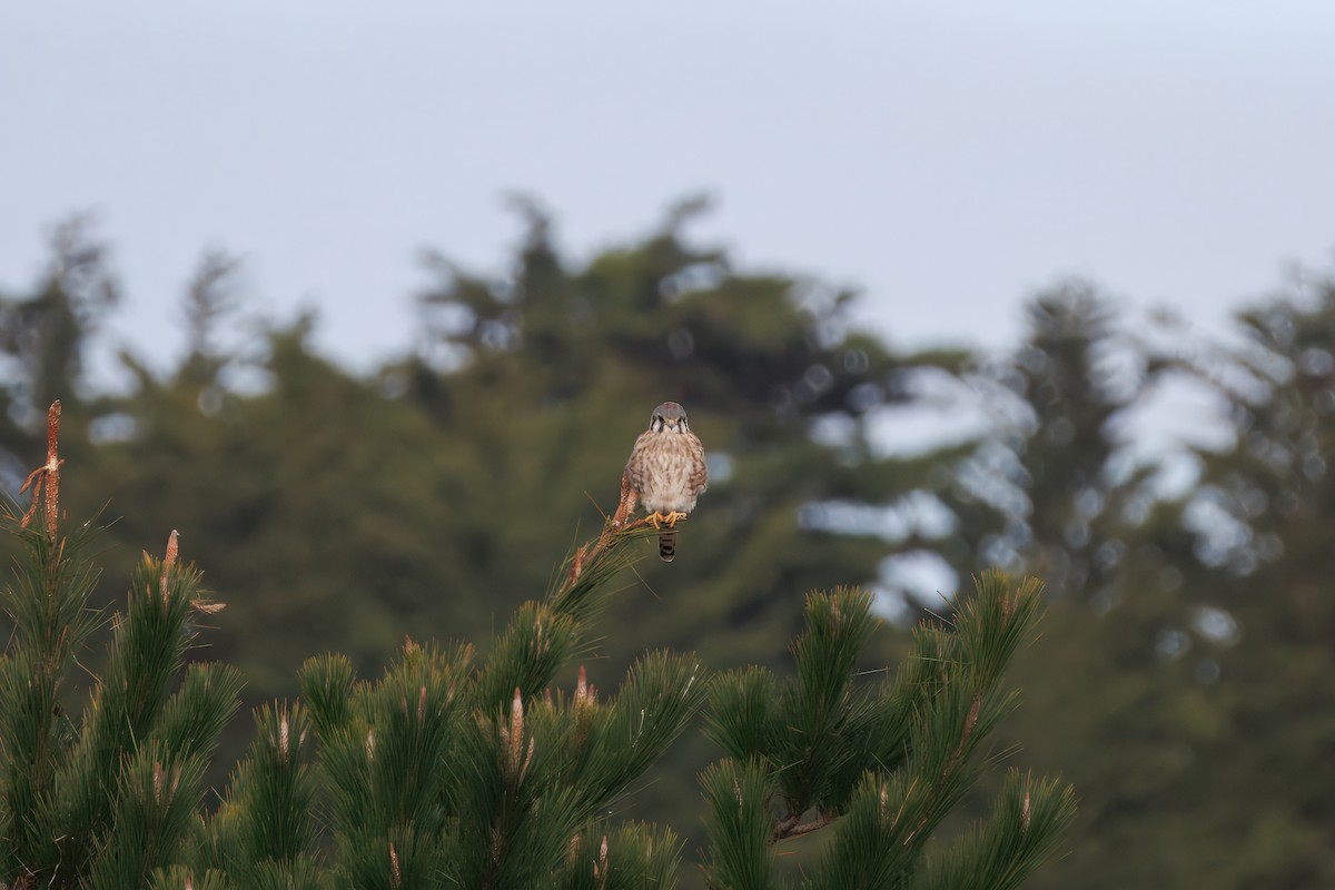 American Kestrel - ML626786500