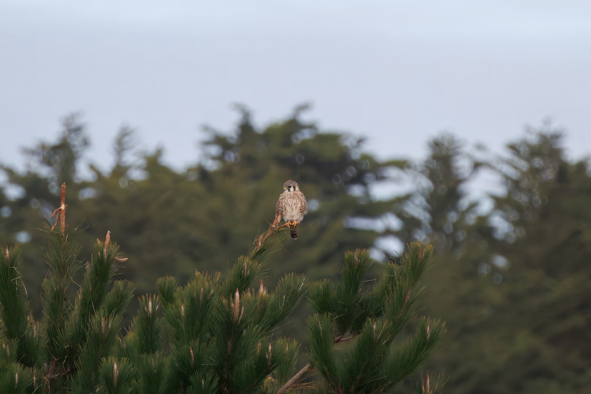 American Kestrel - ML626786501