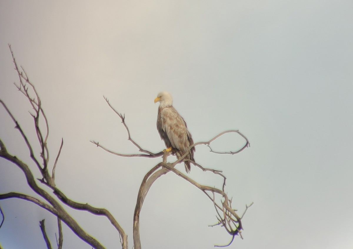 Bald Eagle - ML626786642