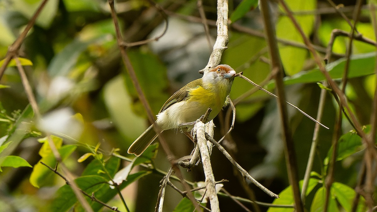 Rufous-browed Peppershrike - ML626786821