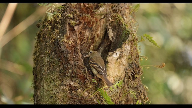 Euler's Flycatcher - ML626786826