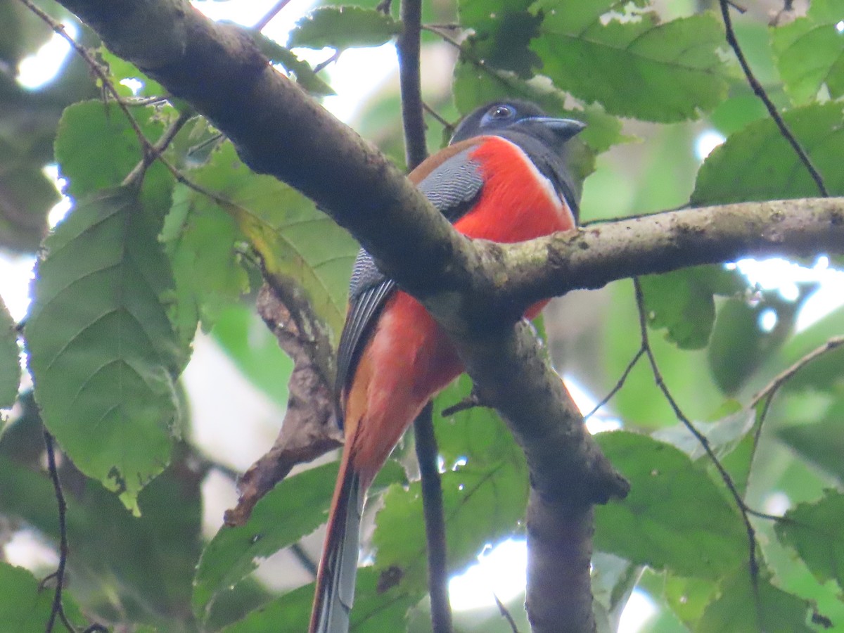 Malabar Trogon - ML626786992