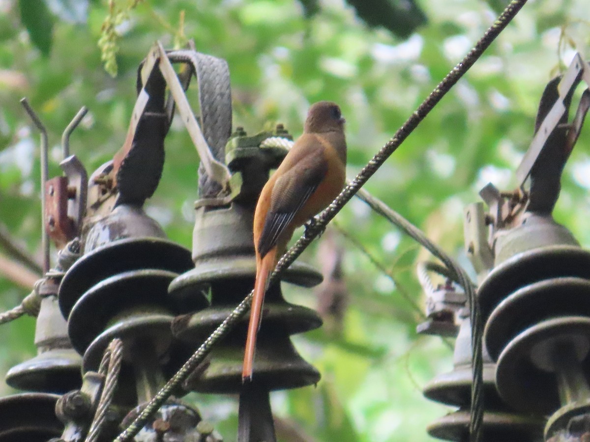 Malabar Trogon - ML626786993